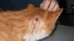 Absces cat: kako prepoznati nevarnost